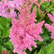 Čechrava čínská 'Little Vision in Pink' - Astilbe chinensis 'Little Vision in Pink'