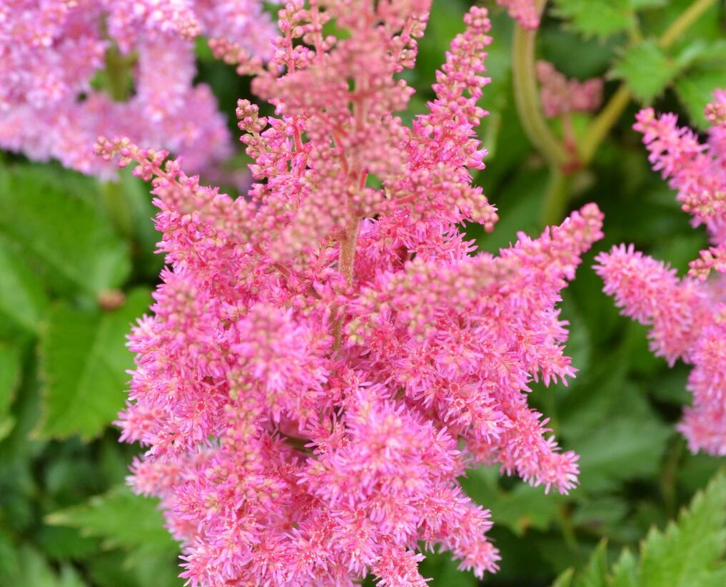 Čechrava čínská 'Little Vision in Pink' - Astilbe chinensis 'Little Vision in Pink'