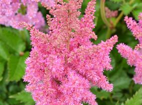 Čechrava čínská 'Little Vision in Pink' - Astilbe chinensis 'Little Vision in Pink'