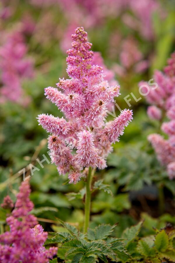 Čechrava čínská 'Little Vision in Pink' - Astilbe chinensis 'Little Vision in Pink'