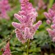 Čechrava čínská 'Little Vision in Pink' - Astilbe chinensis 'Little Vision in Pink'