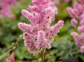 Čechrava čínská 'Little Vision in Pink' - Astilbe chinensis 'Little Vision in Pink'
