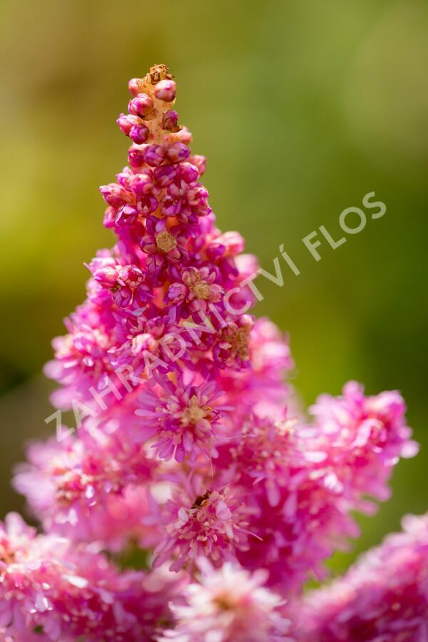 Čechrava čínská 'Little Vision in Pink' - Astilbe chinensis 'Little Vision in Pink'