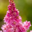 Čechrava čínská 'Little Vision in Pink' - Astilbe chinensis 'Little Vision in Pink'