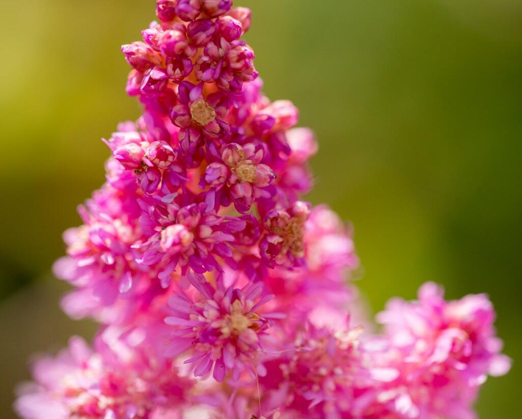 Čechrava čínská 'Little Vision in Pink' - Astilbe chinensis 'Little Vision in Pink'