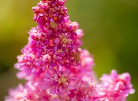 Čechrava čínská 'Little Vision in Pink' - Astilbe chinensis 'Little Vision in Pink'