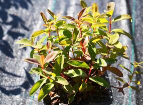 Třezalka kalíškatá 'Rose of Sharon' - Hypericum calycinum 'Rose of Sharon'