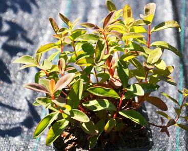 Třezalka kalíškatá 'Rose of Sharon'