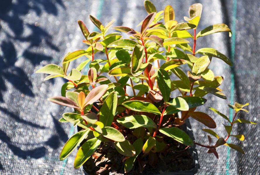 Třezalka kalíškatá 'Rose of Sharon' - Hypericum calycinum 'Rose of Sharon'
