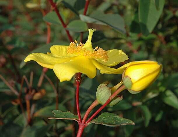 Třezalka kalíškatá 'Rose of Sharon' - Hypericum calycinum 'Rose of Sharon'
