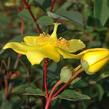 Třezalka kalíškatá 'Rose of Sharon' - Hypericum calycinum 'Rose of Sharon'