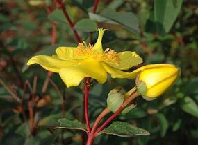 Třezalka kalíškatá 'Rose of Sharon' - Hypericum calycinum 'Rose of Sharon'