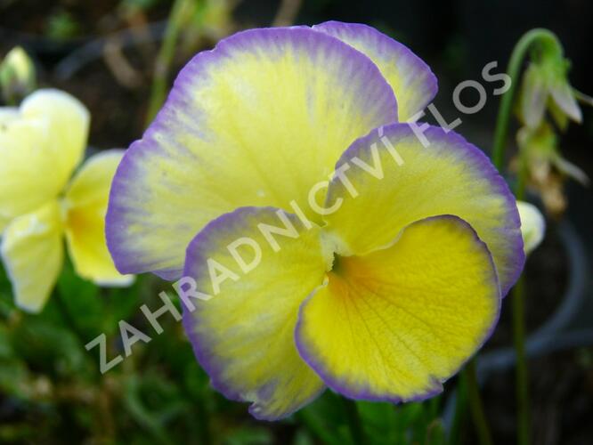 Violka růžkatá 'Etain' - Viola cornuta 'Etain'