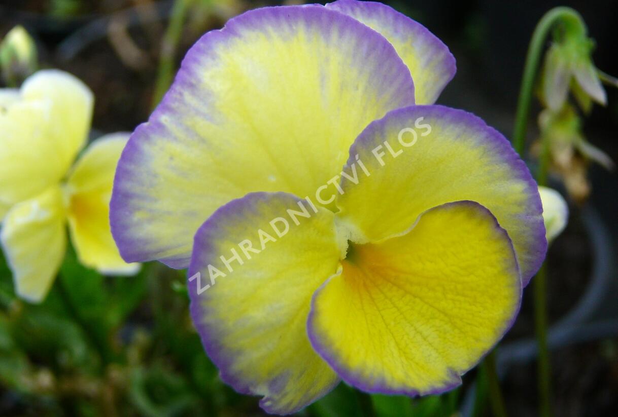 Violka růžkatá 'Etain' - Viola cornuta 'Etain'
