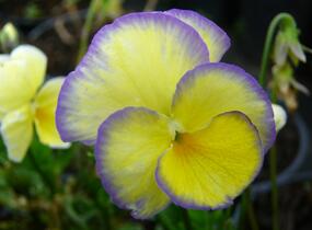 Violka růžkatá 'Etain' - Viola cornuta 'Etain'