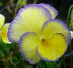 Violka růžkatá 'Etain' - Viola cornuta 'Etain'