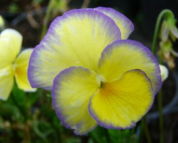 Violka růžkatá 'Etain'