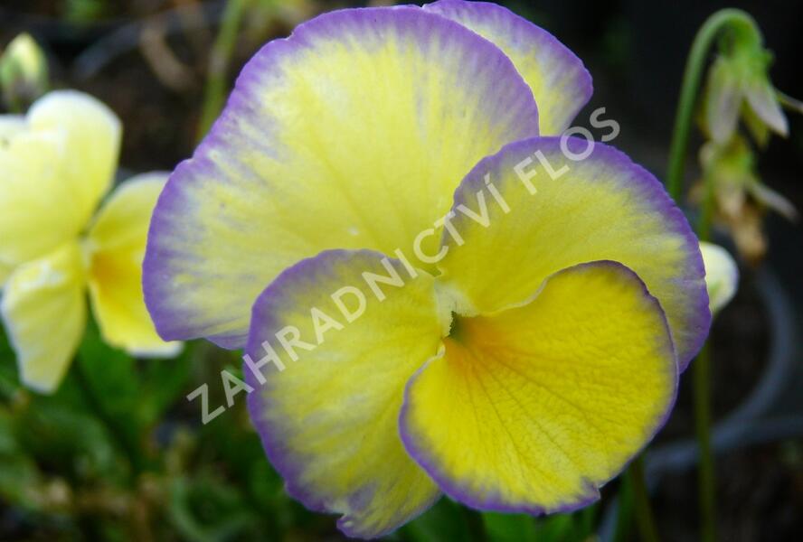 Violka růžkatá 'Etain' - Viola cornuta 'Etain'