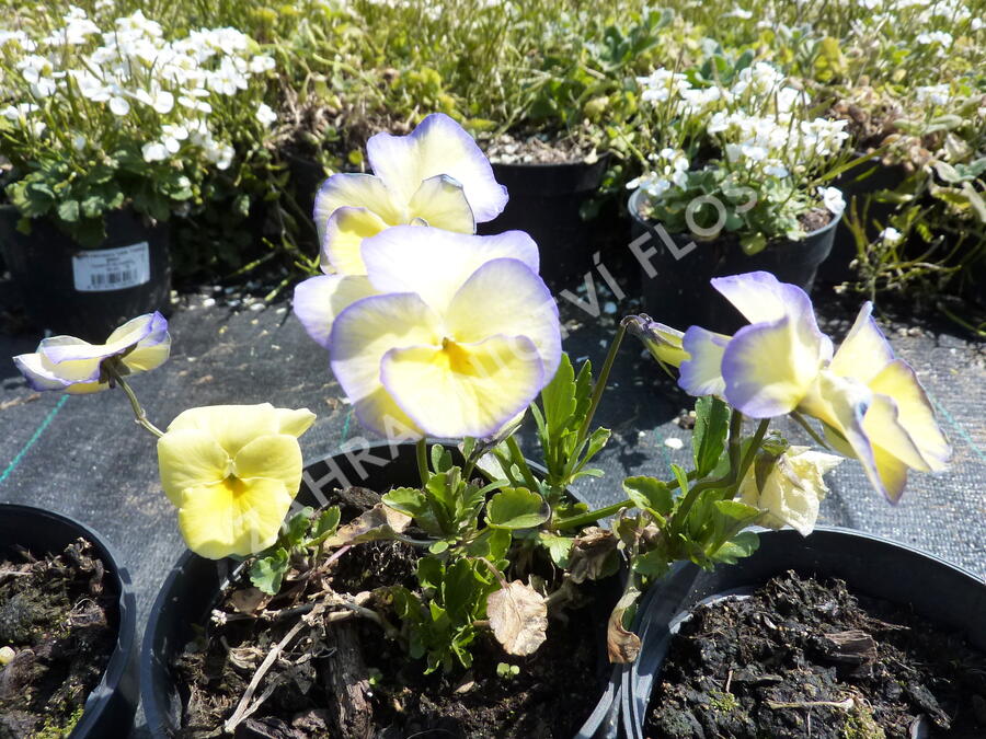 Violka růžkatá 'Etain' - Viola cornuta 'Etain'