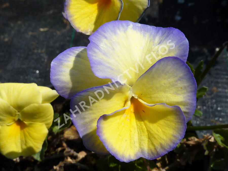 Violka růžkatá 'Etain' - Viola cornuta 'Etain'