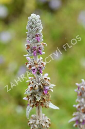 Čistec vlnatý - Stachys byzantina
