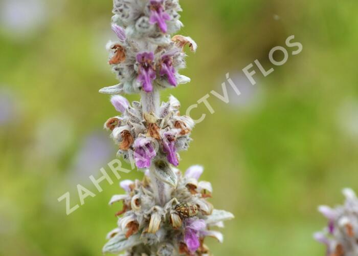 Čistec vlnatý - Stachys byzantina
