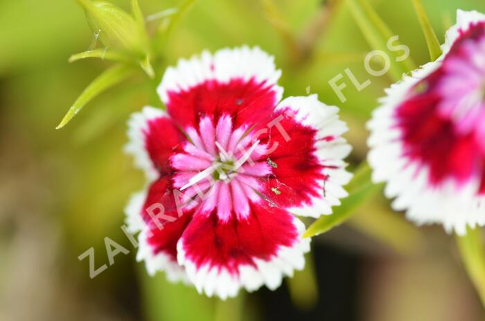 Hvozdík vousatý 'Barbarini Formula Mix' - Dianthus barbatus 'Barbarini Formula Mix'