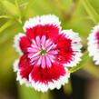 Hvozdík vousatý 'Barbarini Formula Mix' - Dianthus barbatus 'Barbarini Formula Mix'