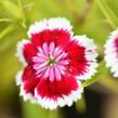 Hvozdík vousatý 'Barbarini' - Dianthus barbatus 'Barbarini'