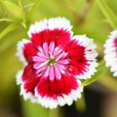 Hvozdík vousatý 'Barbarini Formula Mix' - Dianthus barbatus 'Barbarini Formula Mix'