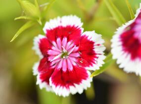 Hvozdík vousatý 'Barbarini Formula Mix' - Dianthus barbatus 'Barbarini Formula Mix'
