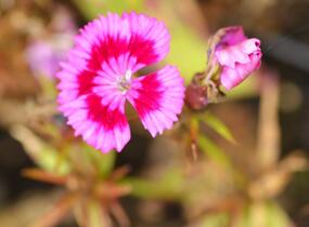 Hvozdík vousatý 'Barbarini Formula Mix' - Dianthus barbatus 'Barbarini Formula Mix'