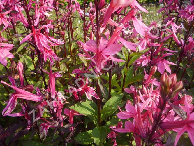 Lobelka 'Fan Salmon' - Lobelia speciosa 'Fan Salmon'