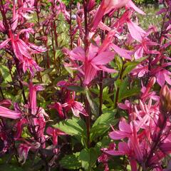 Lobelka 'Fan Salmon' - Lobelia speciosa 'Fan Salmon'
