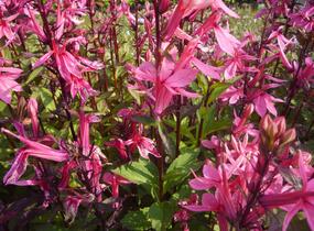 Lobelka 'Fan Salmon' - Lobelia speciosa 'Fan Salmon'