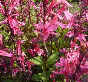 Lobelka 'Fan Salmon' - Lobelia speciosa 'Fan Salmon'