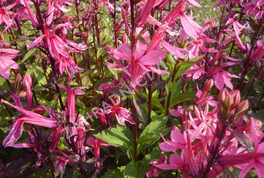 Lobelka 'Fan Salmon' - Lobelia speciosa 'Fan Salmon'