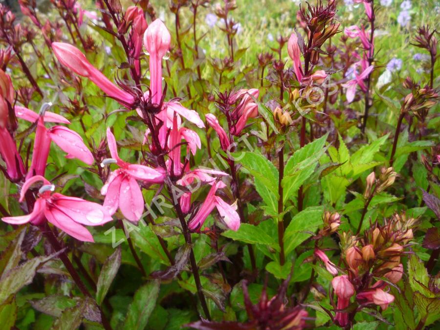 Lobelka 'Fan Salmon' - Lobelia speciosa 'Fan Salmon'