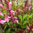 Lobelka 'Fan Salmon' - Lobelia speciosa 'Fan Salmon'