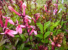 Lobelka 'Fan Salmon' - Lobelia speciosa 'Fan Salmon'
