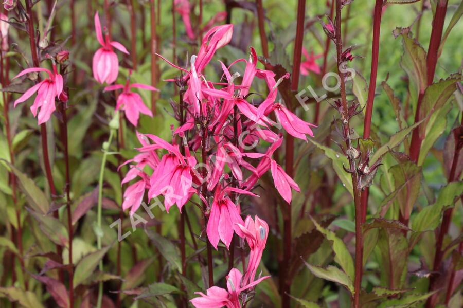 Lobelka 'Fan Salmon' - Lobelia speciosa 'Fan Salmon'