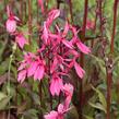 Lobelka 'Fan Salmon' - Lobelia speciosa 'Fan Salmon'