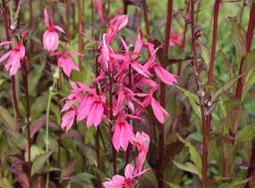 Lobelka 'Fan Salmon' - Lobelia speciosa 'Fan Salmon'