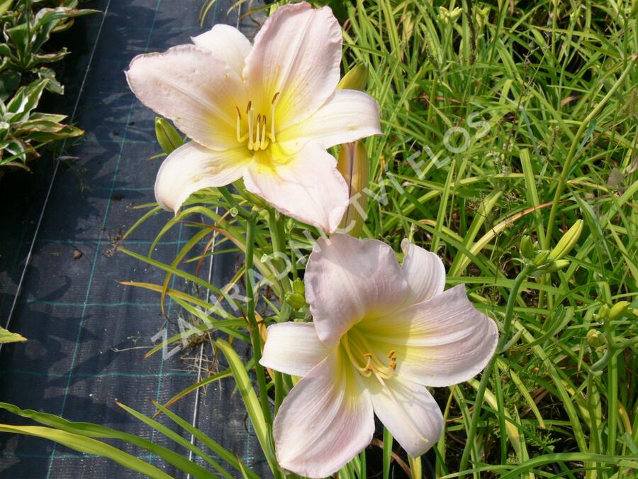 Denivka 'Catherine Woodbury' - Hemerocallis 'Catherine Woodbury'