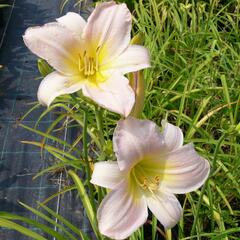 Denivka 'Catherine Woodbury' - Hemerocallis 'Catherine Woodbury'