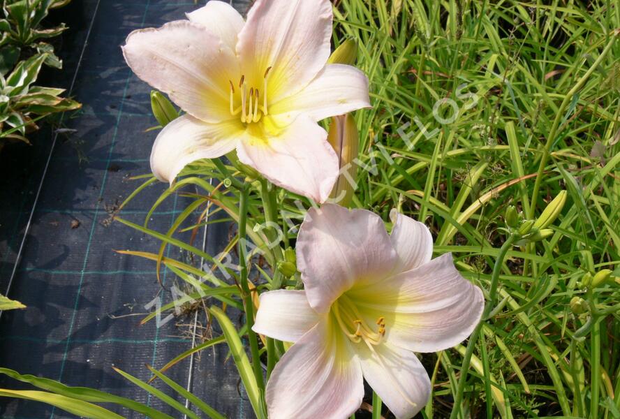 Denivka 'Catherine Woodbury' - Hemerocallis 'Catherine Woodbury'