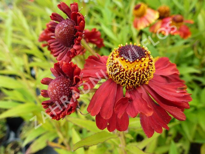 Záplevák podzimní 'Helena Rote Tone' - Helenium autumnale 'Helena Rote Tone'