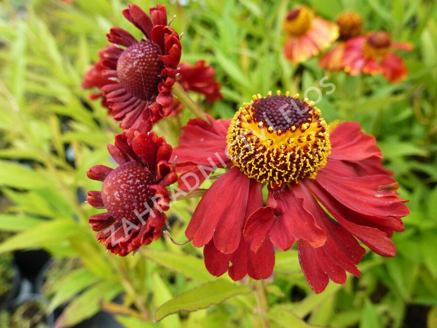 Záplevák podzimní 'Helena Rote Tone' - Helenium autumnale 'Helena Rote Tone'