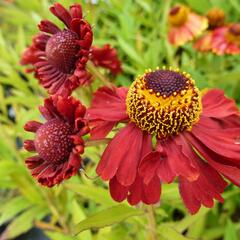 Záplevák podzimní 'Helena Rote Tone' - Helenium autumnale 'Helena Rote Tone'