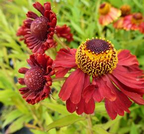 Záplevák podzimní 'Helena Rote Tone' - Helenium autumnale 'Helena Rote Tone'